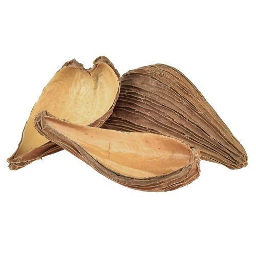 Floristik24 Vainas de cápsulas de frutas y semillas Pradeep Pods 9-12 cm natural 50 uds