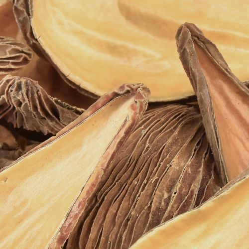 Floristik24 Vainas de cápsulas de frutas y semillas Pradeep Pods 9-12 cm natural 50 uds