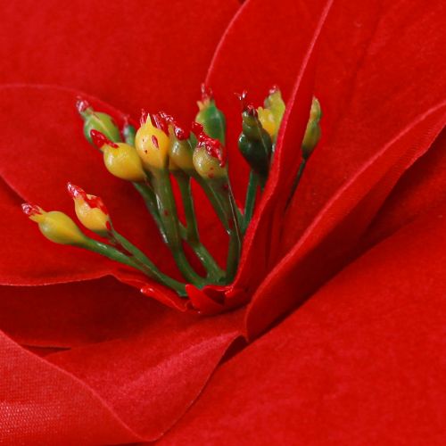 Artículo Magnífica estrella de Navidad - Poinsettia en rojo - 46 cm 6 piezas 2 racimos