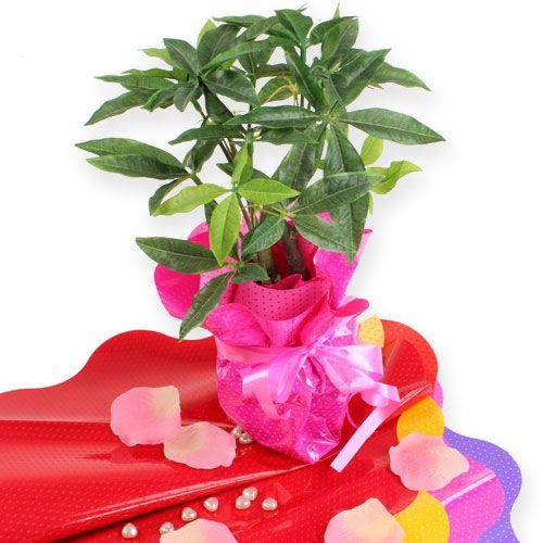 Floristik24 Puños Rondella Ø40cm rojo 50pcs