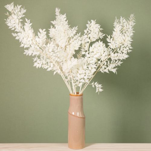 Artículo Ramas de ruscus, ramas decorativas, flores secas blanqueadas, 10 unidades