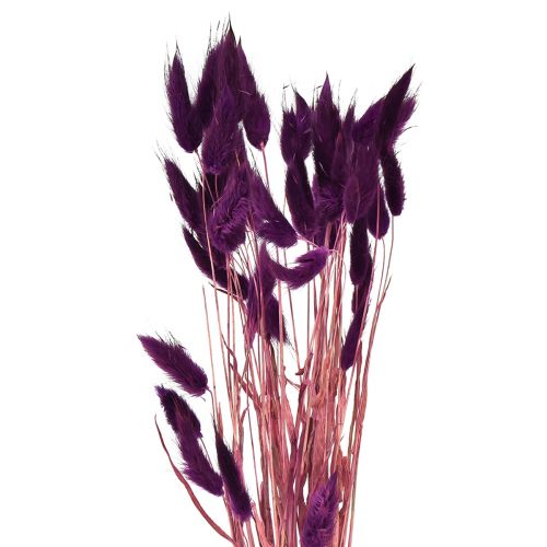 Floristik24 Hierba de terciopelo violeta, hierba de cola de conejo, Lagurus L18-50cm 25g