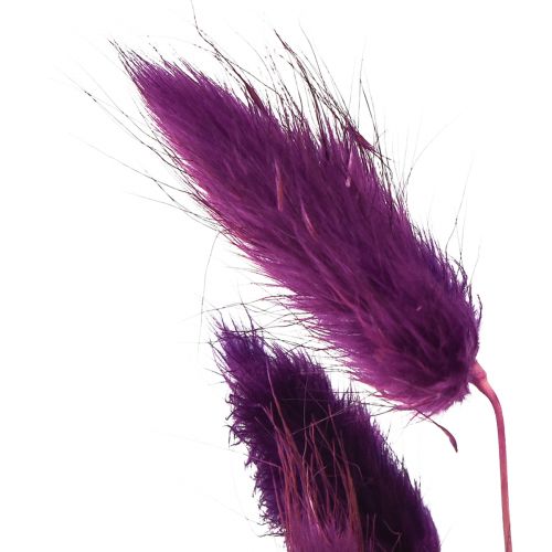 Artículo Hierba de terciopelo violeta, hierba de cola de conejo, Lagurus L18-50cm 25g