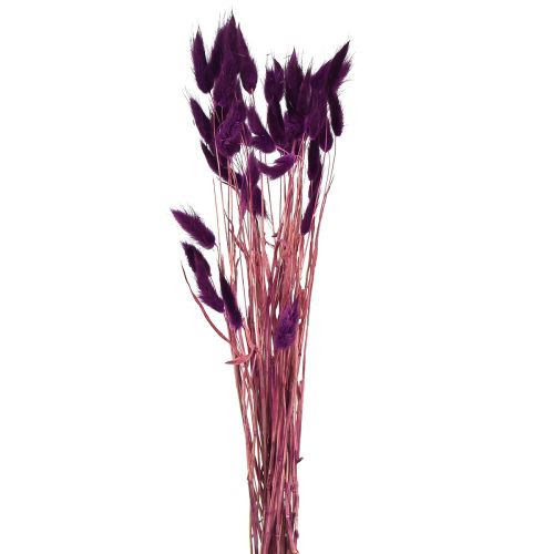 Artículo Hierba de terciopelo violeta, hierba de cola de conejo, Lagurus L18-50cm 25g