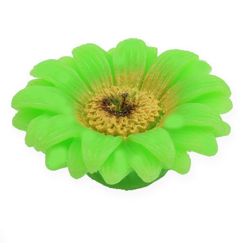 Floristik24 Vela flotante Gerbera Verde Ø7,5cm