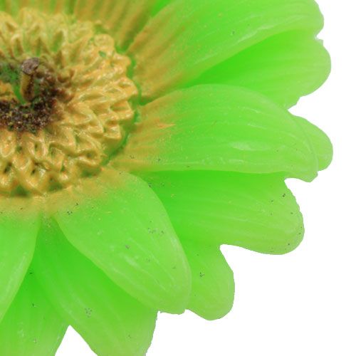 Floristik24 Vela flotante Gerbera Verde Ø7,5cm