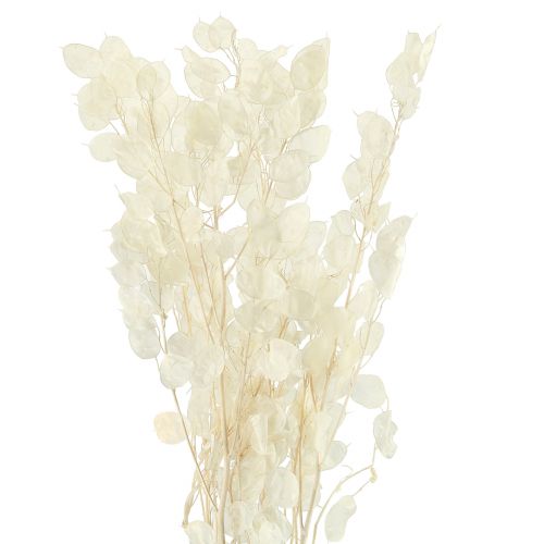 Floristik24 Hoja de Plata Luna Violeta Lunaria Preservada L70cm 20g