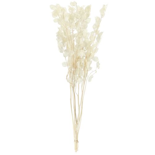 Artículo Hoja de Plata Luna Violeta Lunaria Preservada L70cm 20g