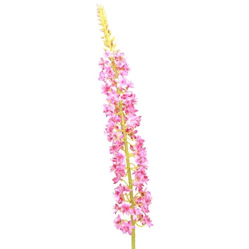 Artículo Vela de estepa Desert Tail Rosa 106cm