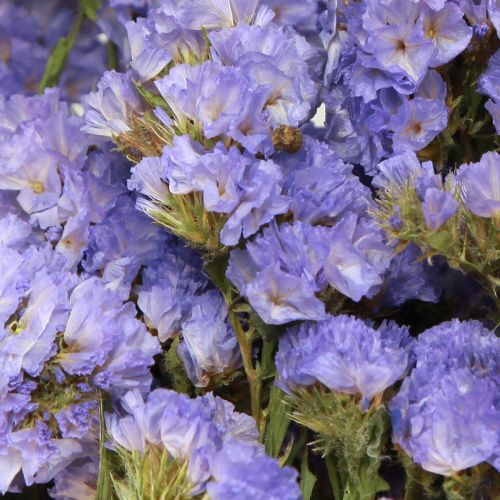 Floristik24 Mar Lila Púrpura Statice Limonium sinuatum Flores Secas 60cm 50g