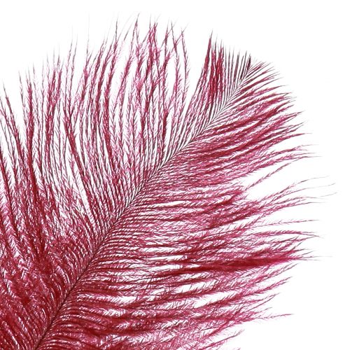 Artículo Plumas de avestruz plumas reales decoración vino rojo 20-25cm 12 piezas