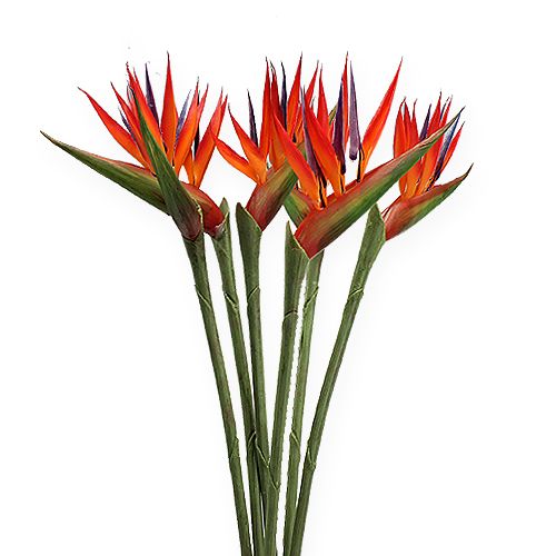 Floristik24 Strelitzia 65cm (6 piezas)