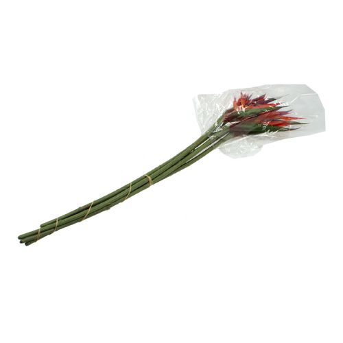 Floristik24 Strelitzia 65cm (6 piezas)