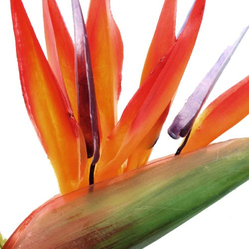 Floristik24 Strelitzia 65cm (6 piezas)