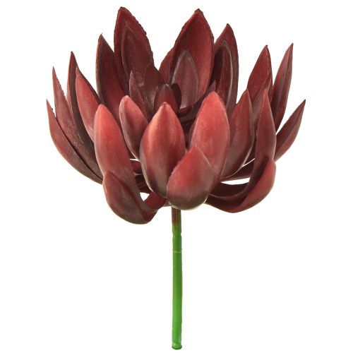 Floristik24 Plantas Verdes Artificiales Echeveria Suculentas Rojo Ø12cm 19,5cm