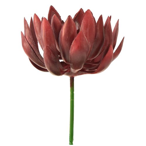 Floristik24 Plantas Verdes Artificiales Echeveria Suculentas Rojo Ø12cm 19,5cm