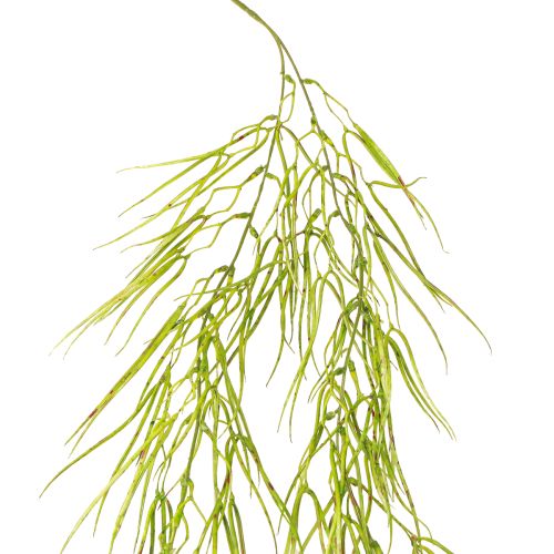 Suculenta colgante verde 145cm