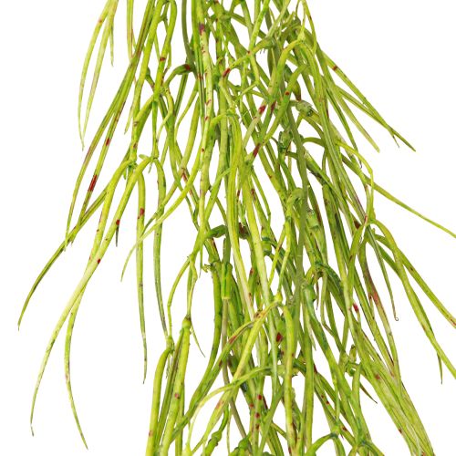 Artículo Suculenta colgante verde 145cm