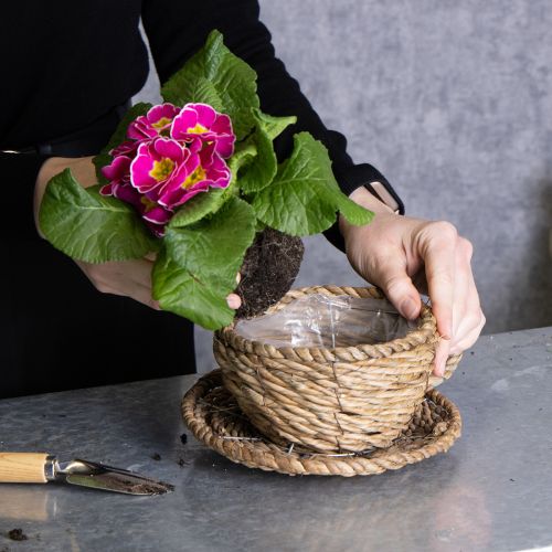 Artículo Cesta de té para decoración natural del hogar y ambiente encantador 15cm