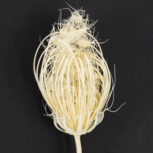 Artículo Flores secas de hinojo crema blanqueadas, ramo de 45 cm, 10 unidades
