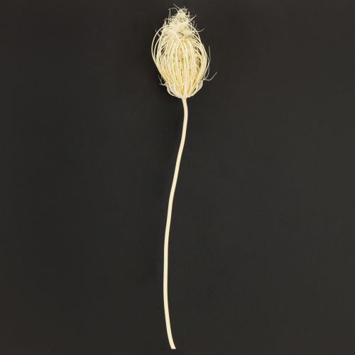 Flores secas de hinojo crema blanqueadas, ramo de 45 cm, 10 unidades | Floristik24.es