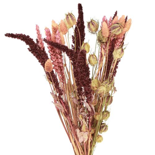 Floristik24 Ramo de flores secas grano Nigella rosa naranja 50cm