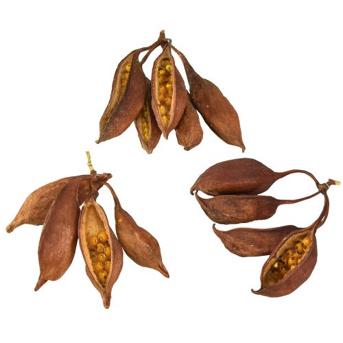 Floristik24 Decoración en seco Brachyciton natural árbol botella 5-10cm 1kg