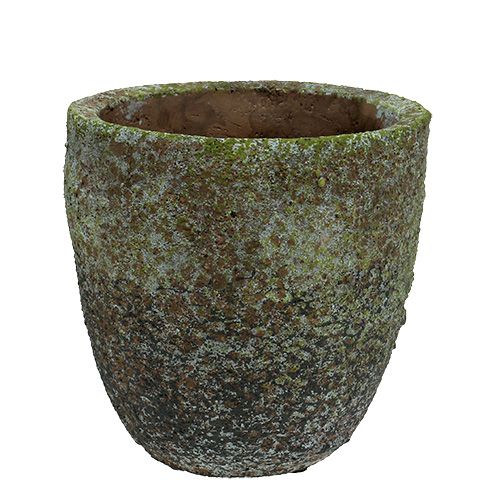 Floristik24 Jardinera con musgo Ø16cm H16cm 1p