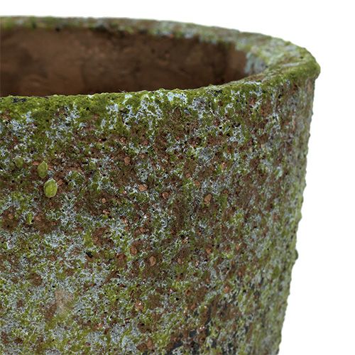 Floristik24 Jardinera con musgo Ø16cm H16cm 1p
