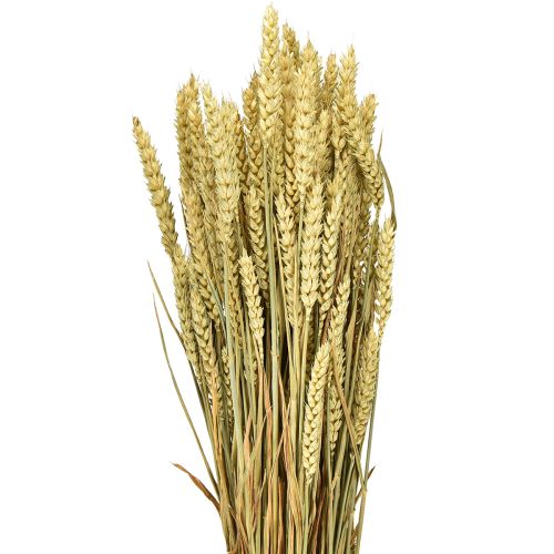 Floristik24 Manojo de trigo natural decorativo 1 manojo 150g