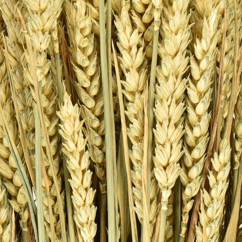 Artículo Manojo de trigo natural decorativo 1 manojo 150g