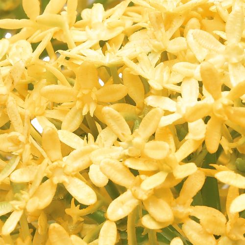 Artículo Cebolla ornamental Allium silvestre artificial amarilla 70cm 3 uds