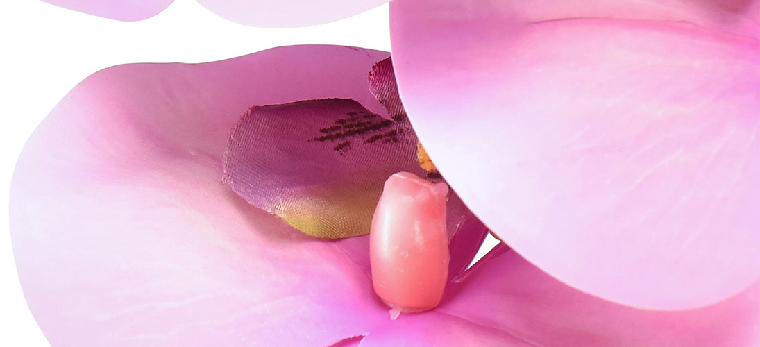 Orquídeas