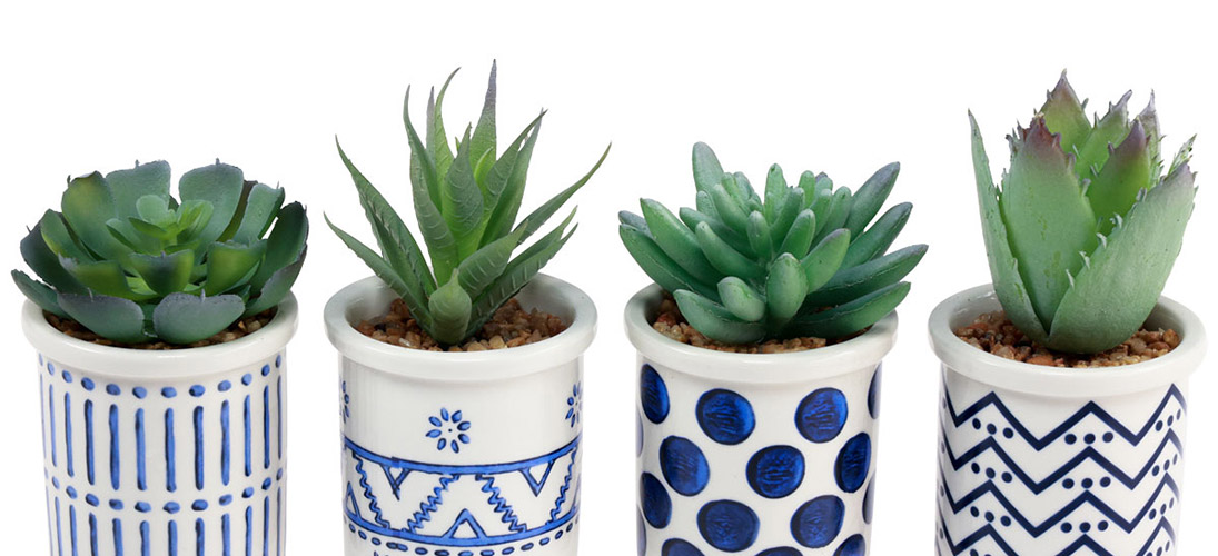 Cactus y suculentas