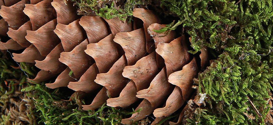 Piñas de pino