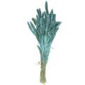 Floristik24 Flores secas, Setaria Pumila, mijo azul 65cm 200g