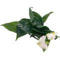 Floristik24 Cala Lily Kalla Flores Artificiales Flores Exóticas Blancas 34cm