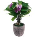 Floristik24 Flores artificiales plantas artificiales de anthurium en maceta 41cm