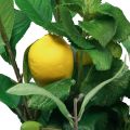 Floristik24 Ramas decorativas limones decorativos mediterráneos artificiales 50cm