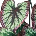 Floristik24 Begonia Plantas Artificiales Hoja Begonias Verde Púrpura 62cm