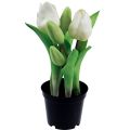 Floristik24 Tulipanes artificiales en maceta Tulipanes blancos flores artificiales 22cm