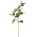 Floristik24 Rama de eucalipto rama decorativa artificial verde 60cm
