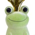 Floristik24 Rana decorativa, príncipe rana, decoración primaveral, rana con corona dorada verde claro 40,5cm