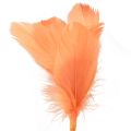 Floristik24 Plumas decorativas plumas de pájaro naranja en palo 36cm 12ud