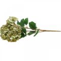 Floristik24 Ramo de hortensias verde artificial, marrón 5 flores 48cm
