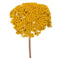 Floristik24 Flores secas de milenrama amarilla Achillea Natur Gelb 1 kg