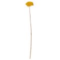 Flores secas de milenrama amarilla Achillea Natur Gelb 1 kg | Floristik24.es
