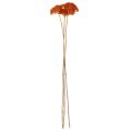 Flores secas de Achillea Orange, milenrama, 45-60 cm, 1 kg | Floristik24.es