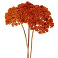 Flores secas de Achillea