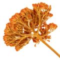 Flores secas de Achillea